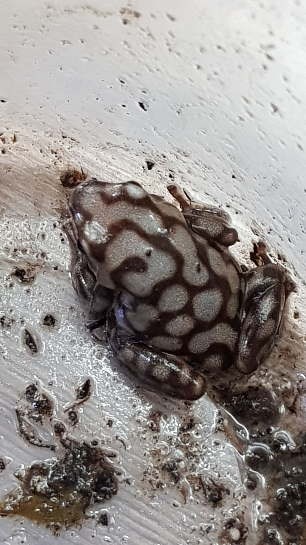 Dendrobates auratus capira