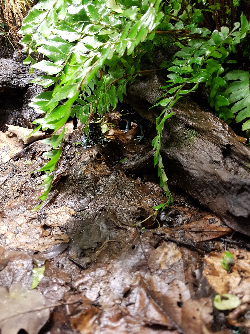 Dendrobates tinctorius elna