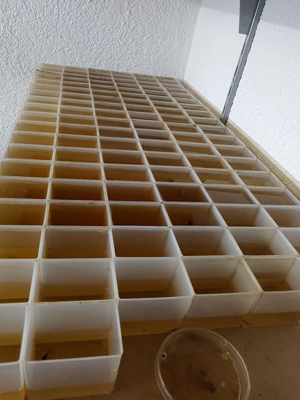 Noch mehr Quappen in Einzelhaft