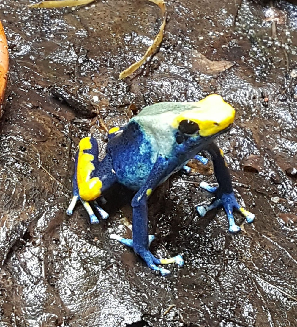 Dendrobates tinctorius tumucumaque 