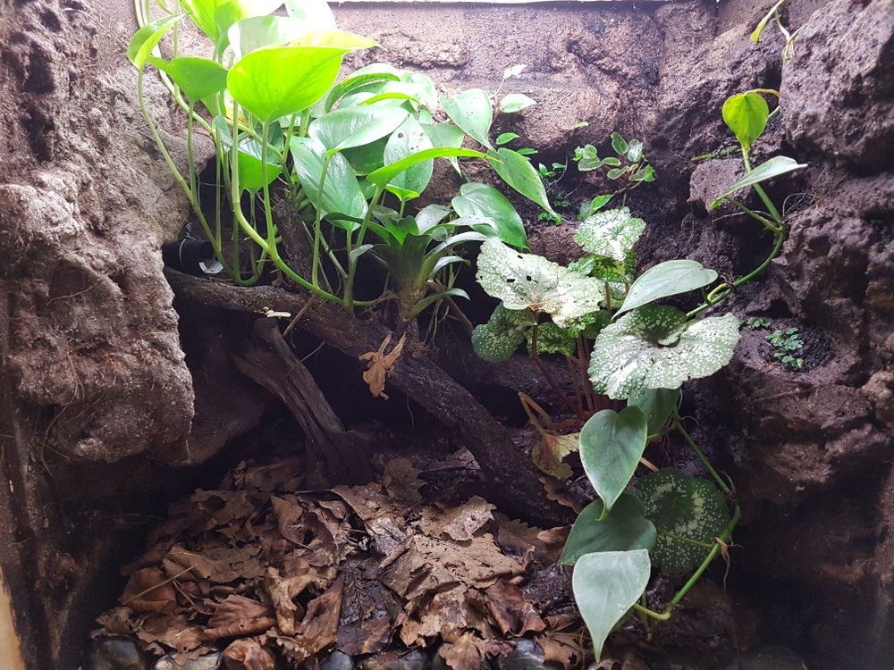 Becken mit einer Gruppe Dendrobates auratus el cope