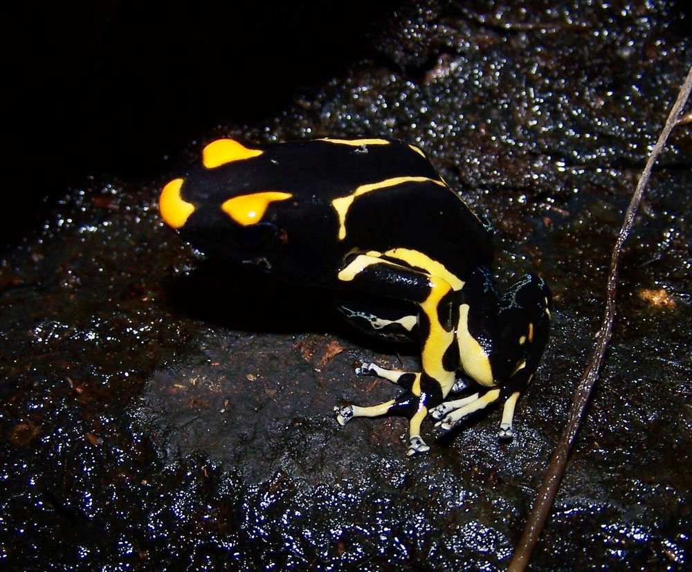 Dendrobates tinctorius alanis