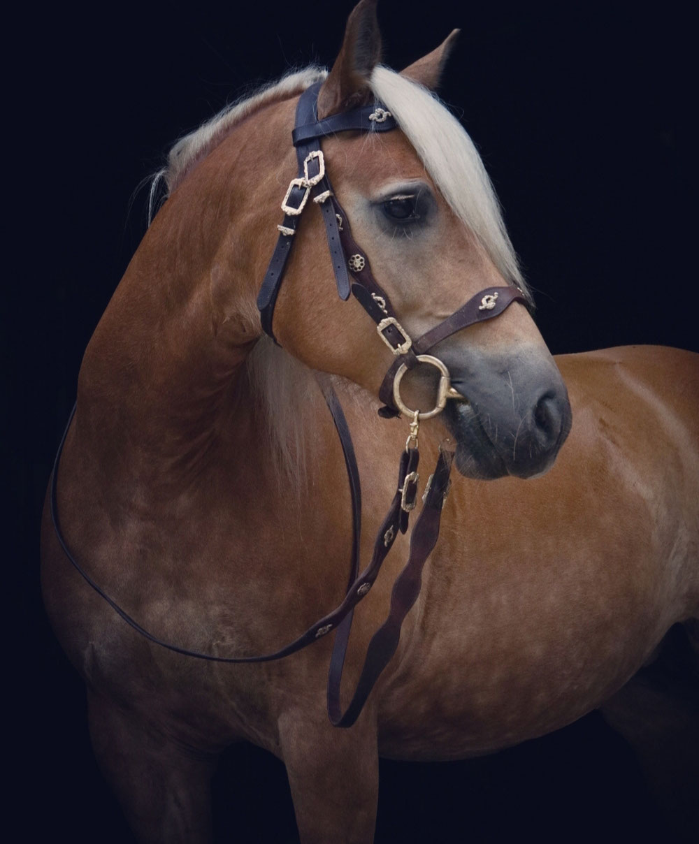 Mond Fee, Haflinger, 2016