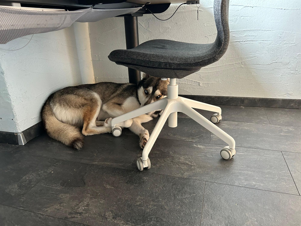 Pomsky au travail