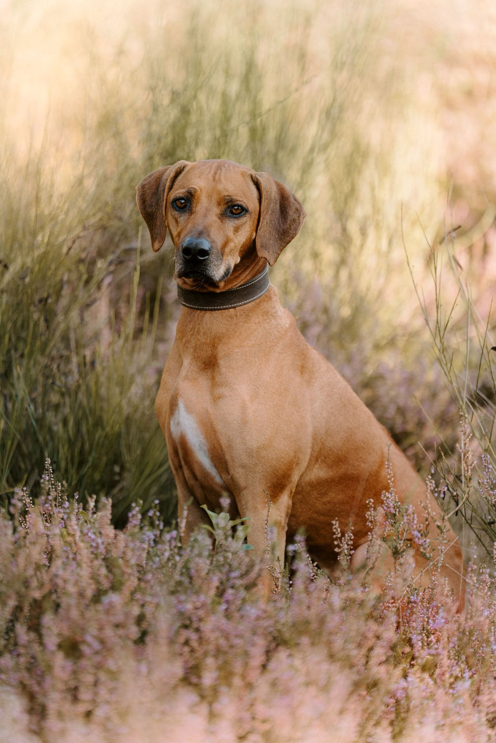 Nala 7,5 Jahre ❤️