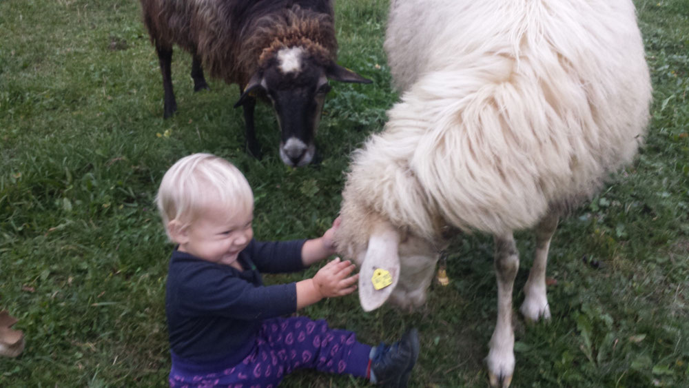 Unsere Janika liebt ihre Schafe über alles 