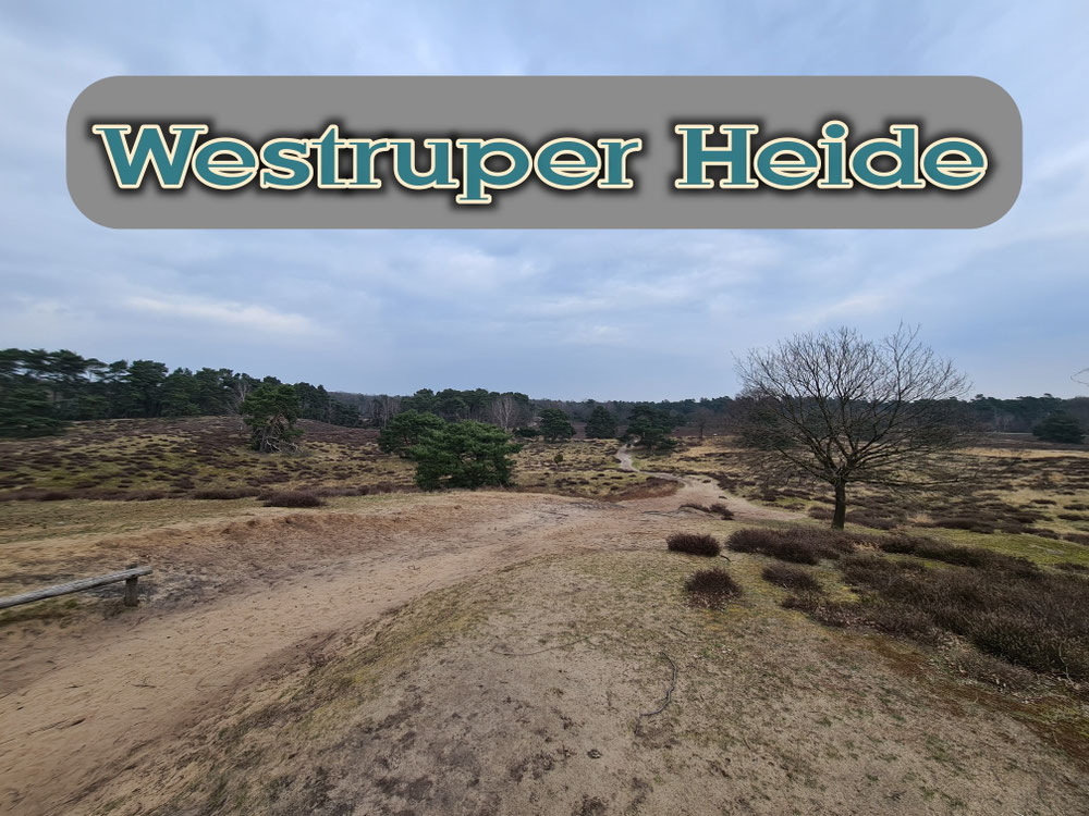 Wanderung durch die Westruper Heide