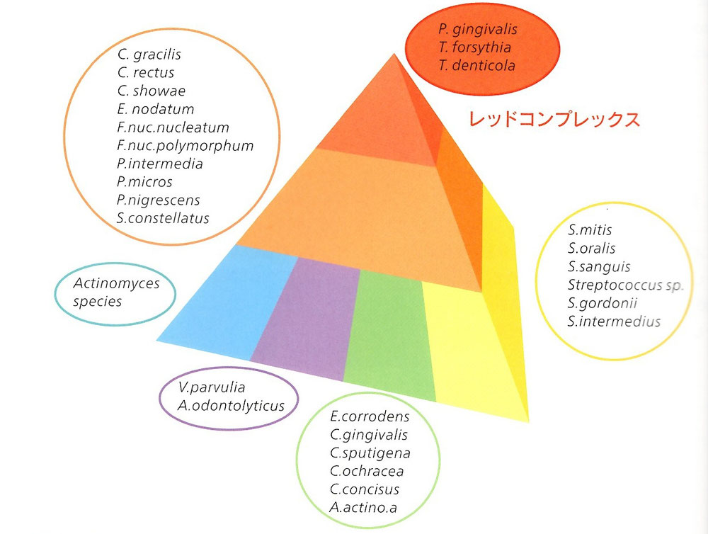 図1 レッド・コンプレックス