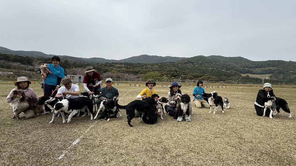 DOGCAMPGAMES41