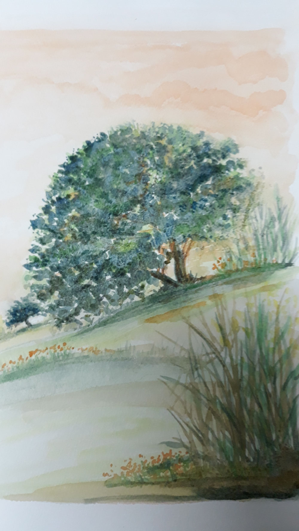 Paesaggio con carrubo. Acquarello su carta. 
