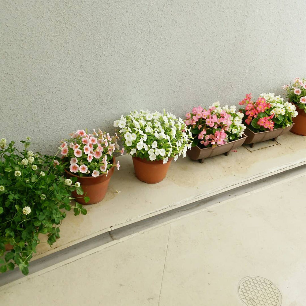 当院の前のお花たち