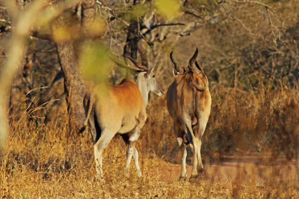 Afrique du Sud / Mozambique 