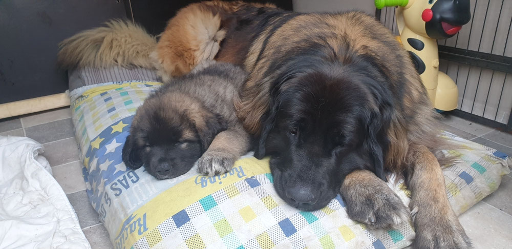 Nog even naast Mama een dutje doen😴😴😴