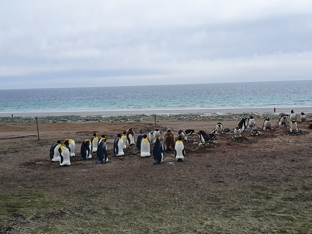 Königspinguine mit Vorjahresküken in braun, dahinter Gentoo-Pinguine
