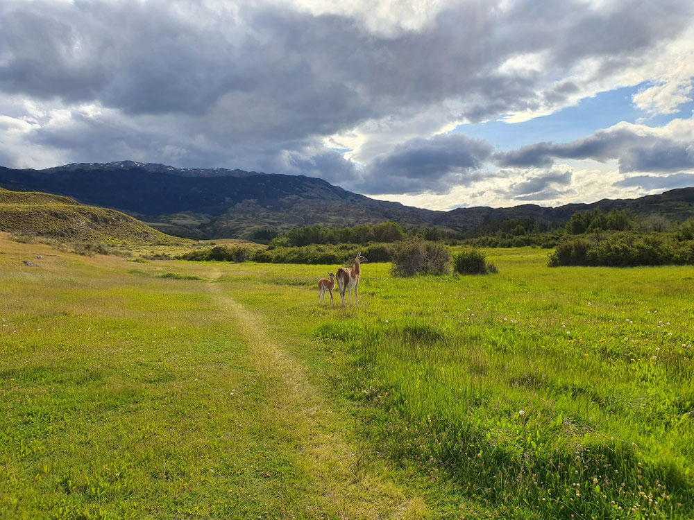 Restauriertes Grasland mit Guanacos