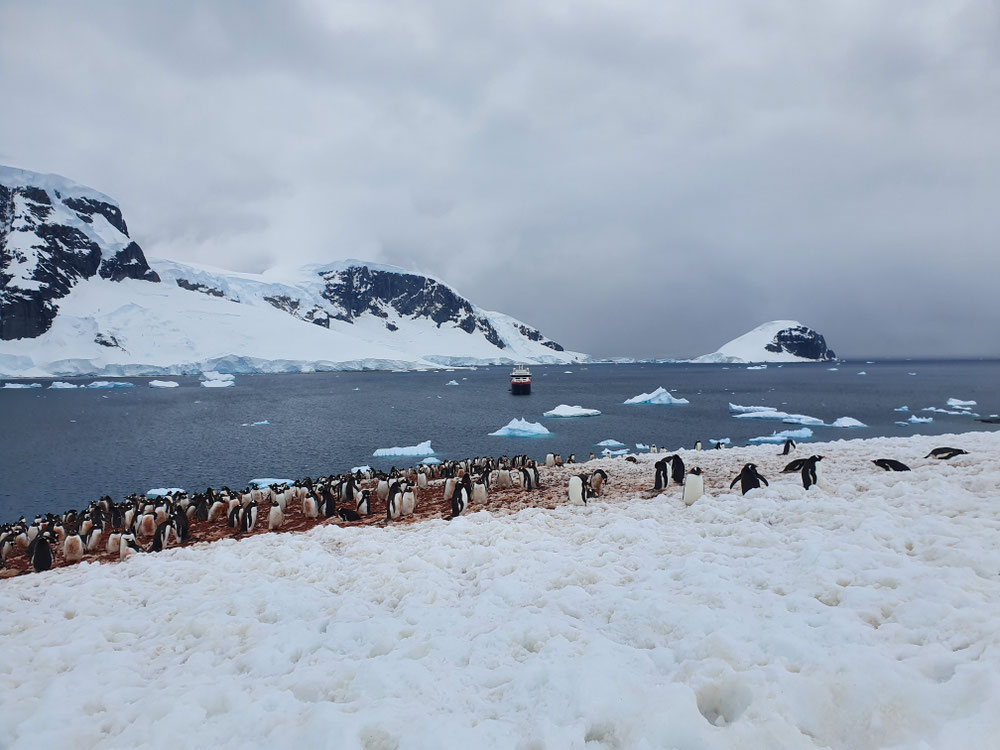 Pinguinkolonie auf Duncan Island