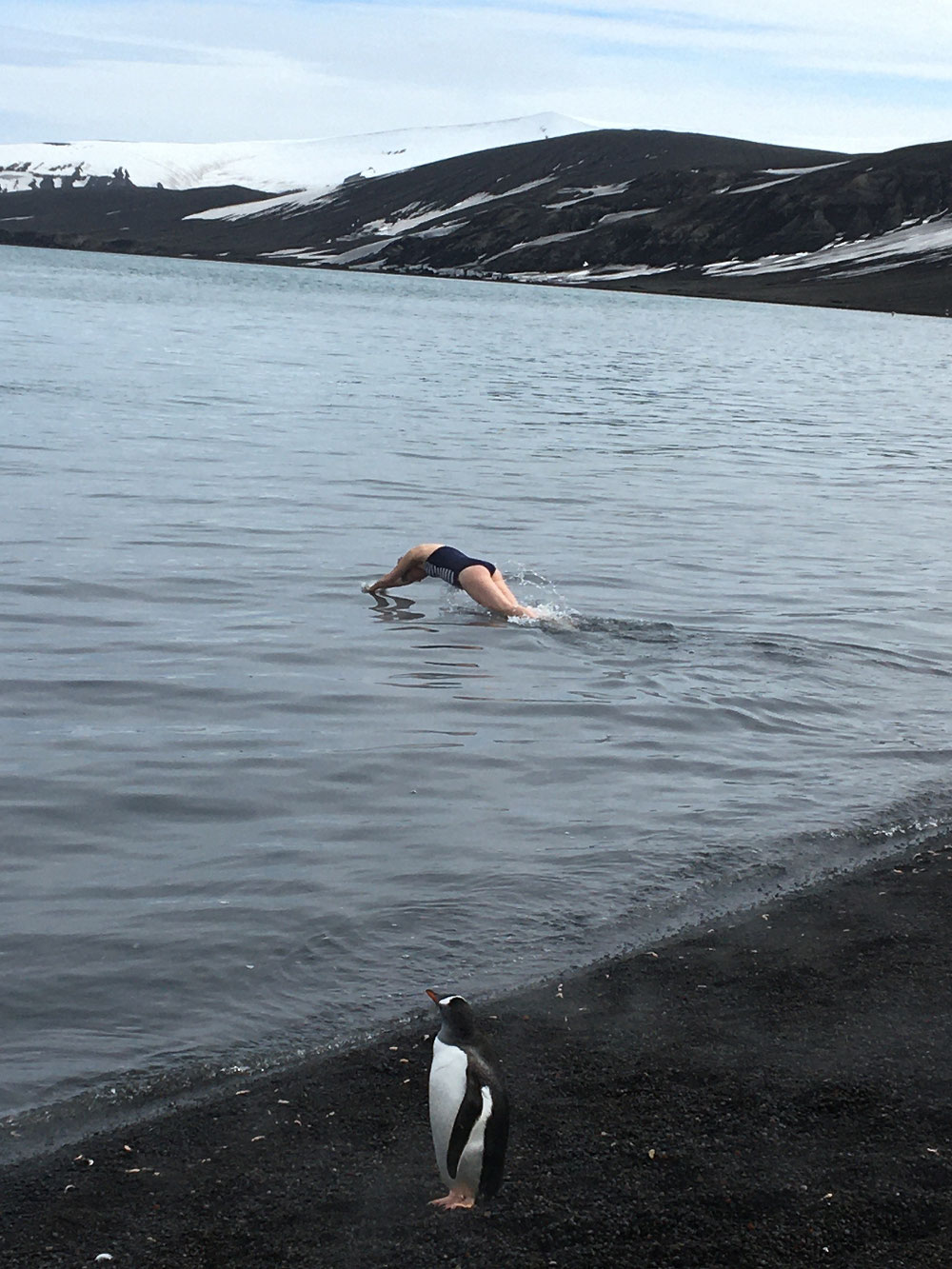 Polar Plunge mit Pinguin