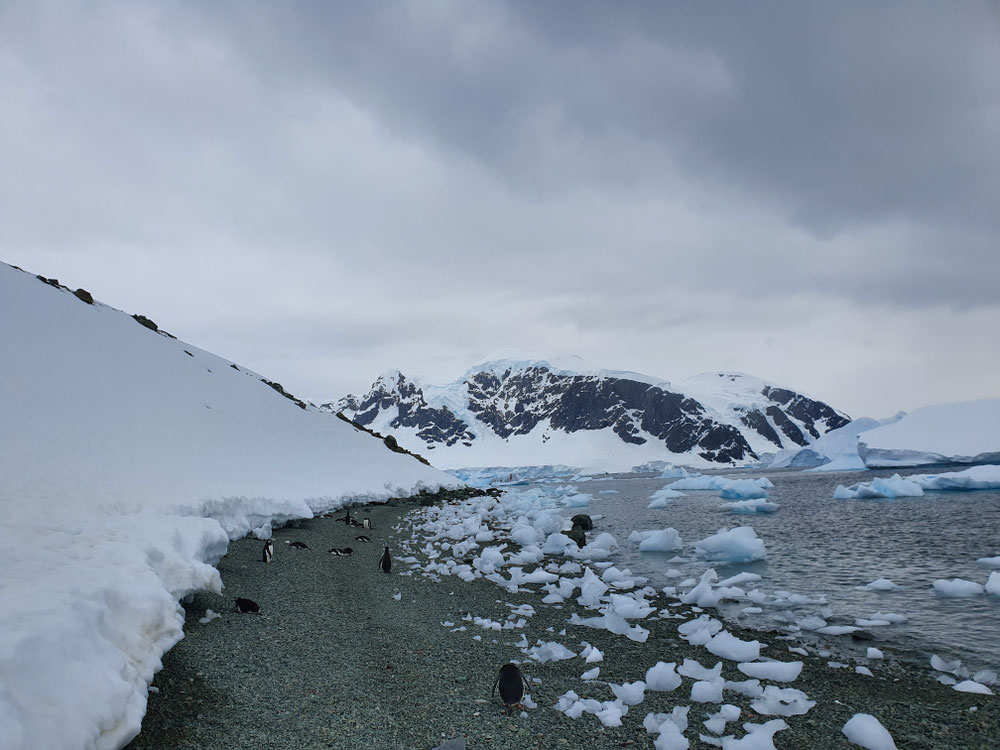 Landestelle - Pinguine am Strand
