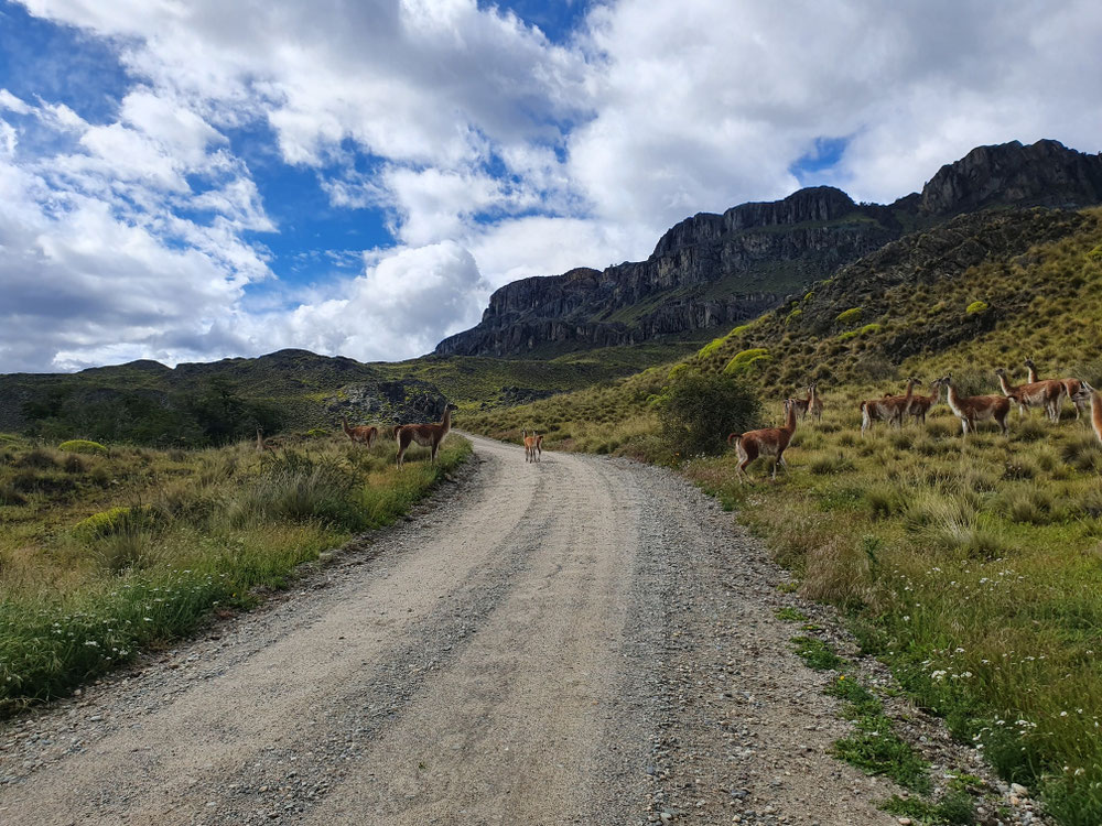 Und die bewachte Guanaco-Familie