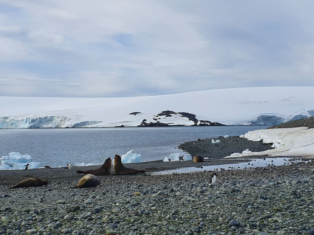 Pinguine und Elefantenrobben