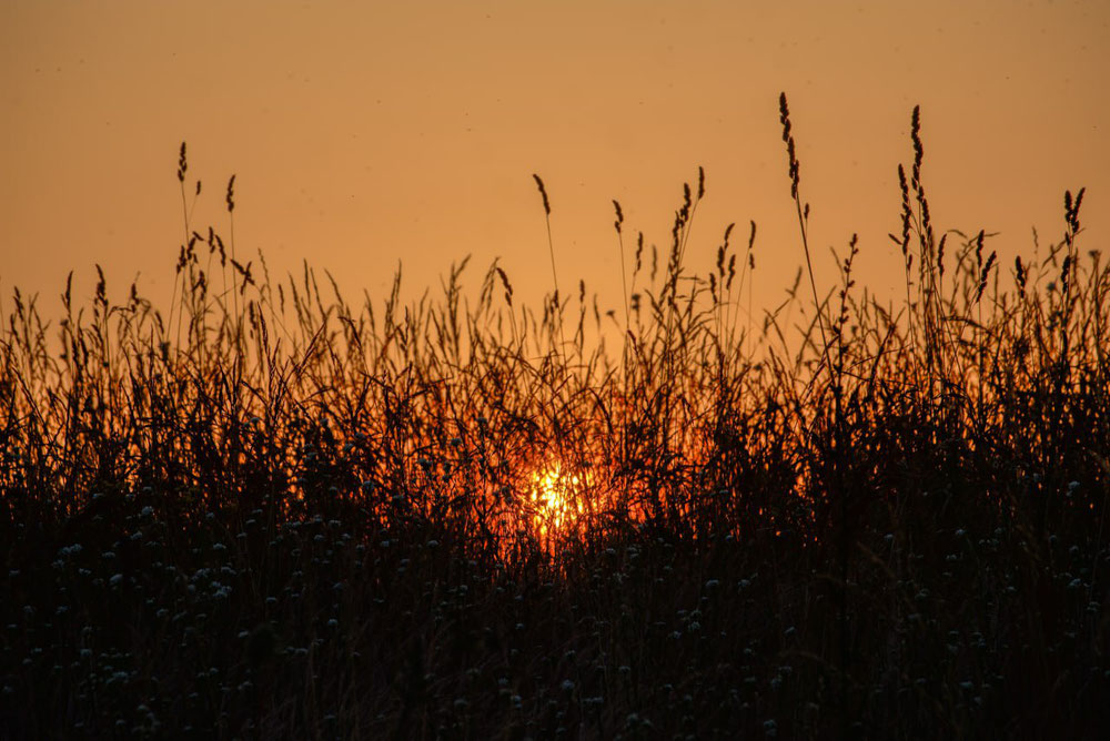 Licht im Gras - Johannes 8, 12 