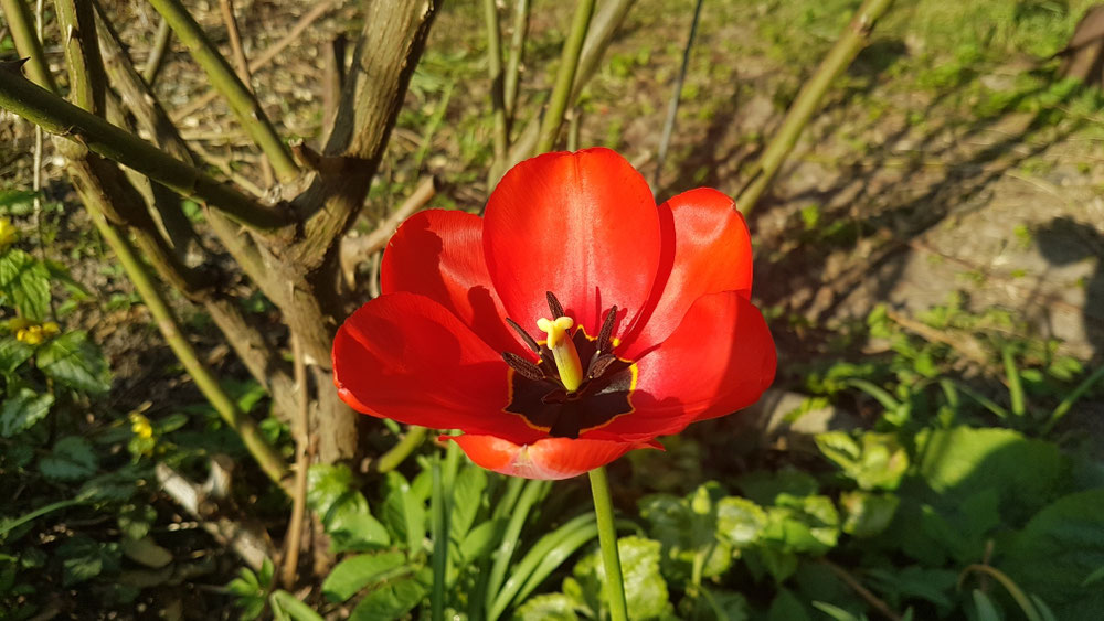 Wie die Blume die wächst 