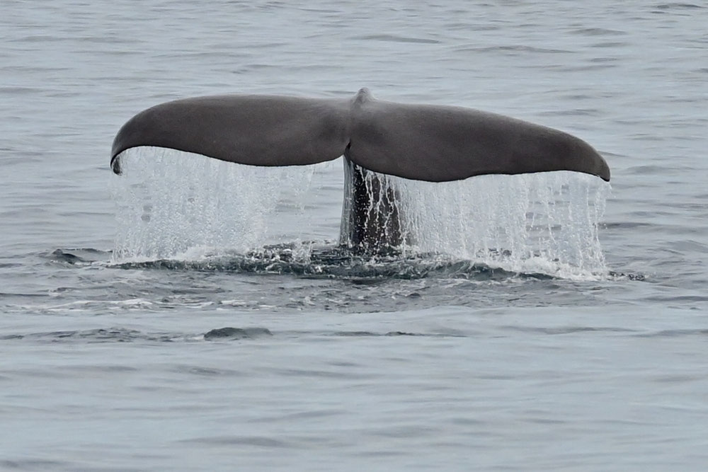 Whale Watching mit Walgarantie - und so muss das Foto vom abtauchenden Pottwal wohl aussehen