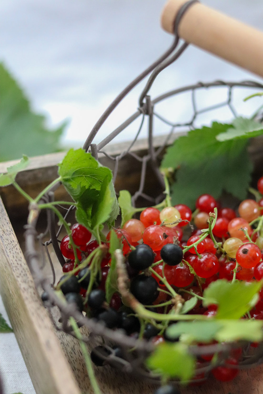 Sommerbeeren