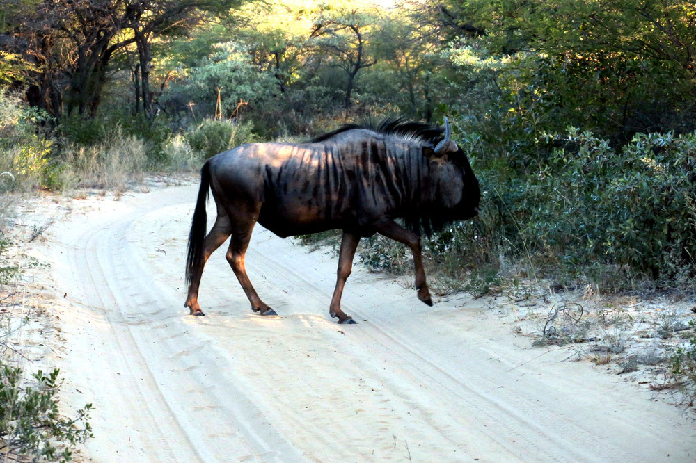Wildebeest Who Stepped out in Front of our Truck