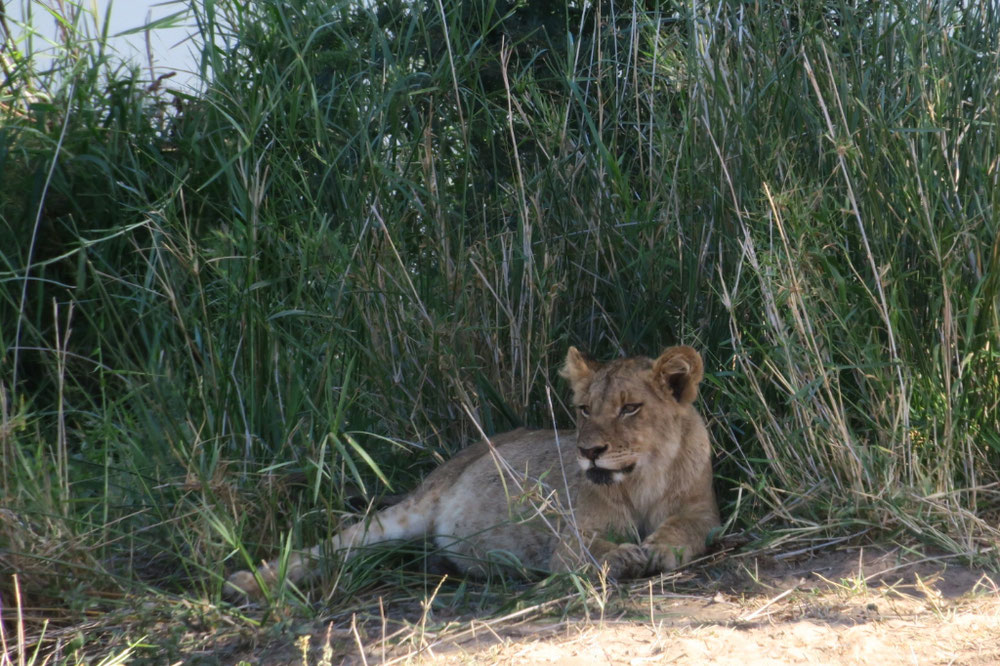 One of the Cubs Relaxing in the Shade