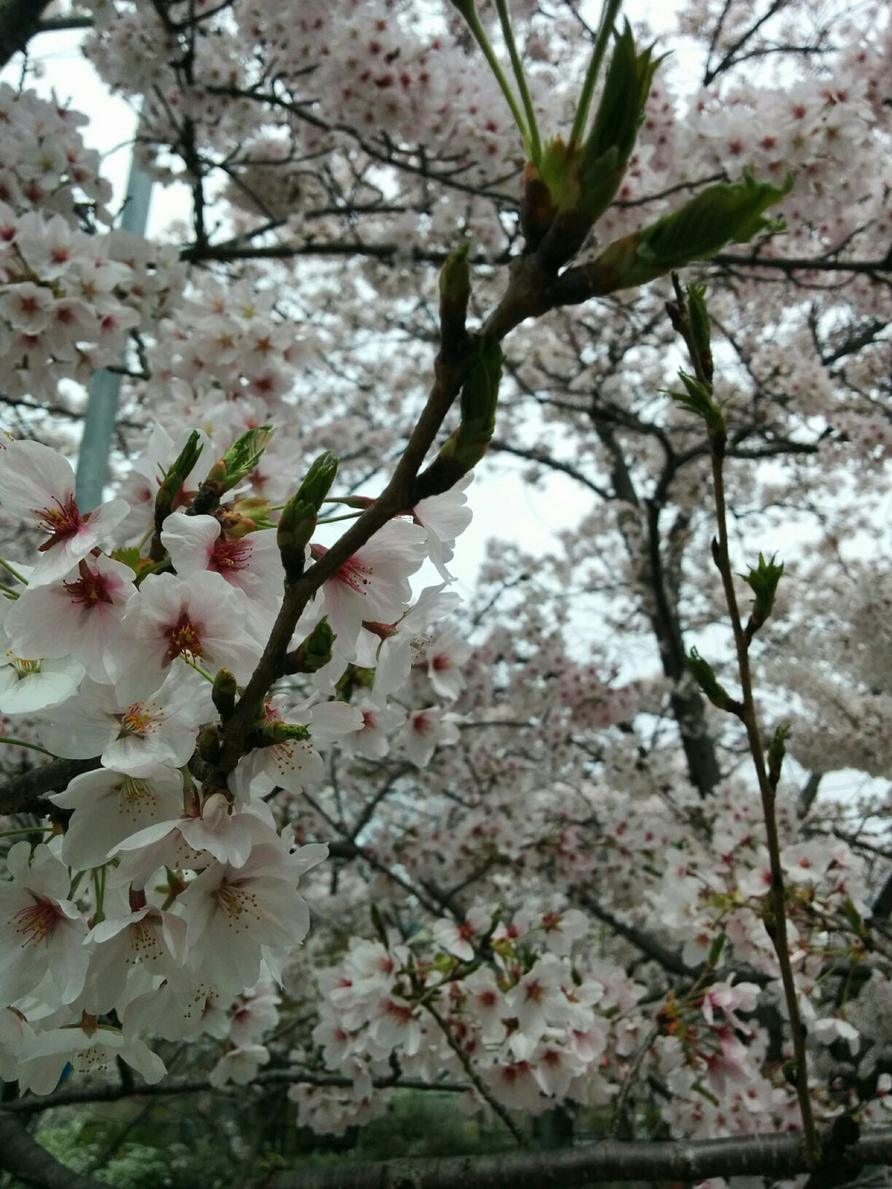 交野市の名物妙見桜