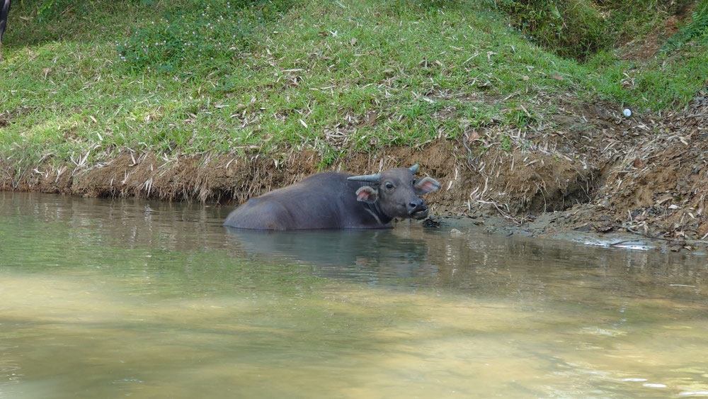 An Wasserbüffeln vorbei 