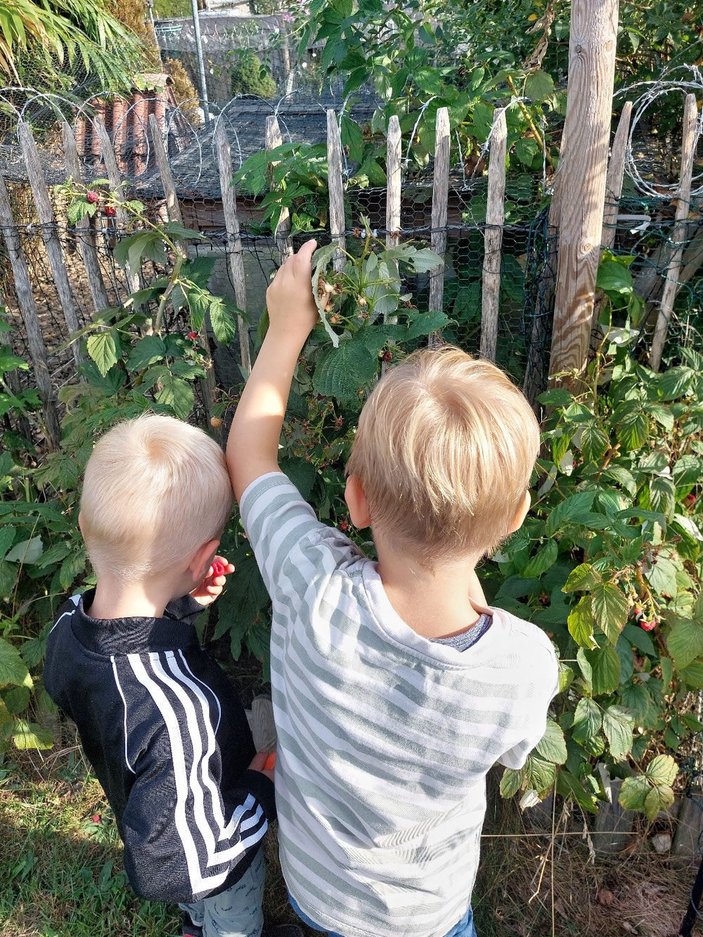 Himbeeren naschen...