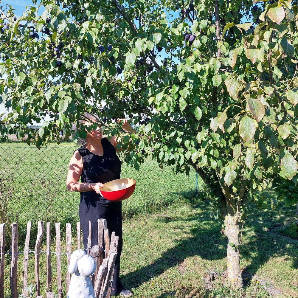 Jaqui bei der Pflaumenernte....