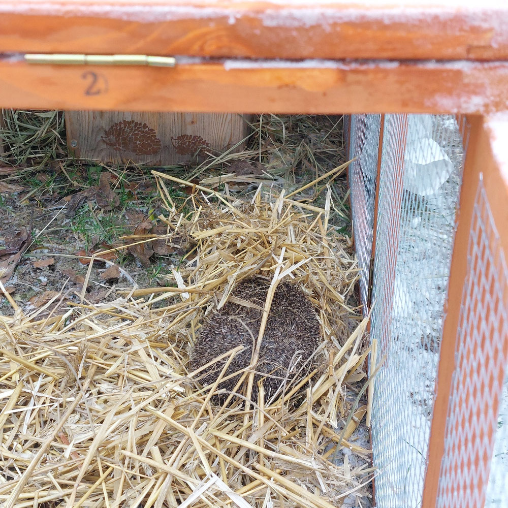 Unser Überwinterungsgast ist eingezogen...