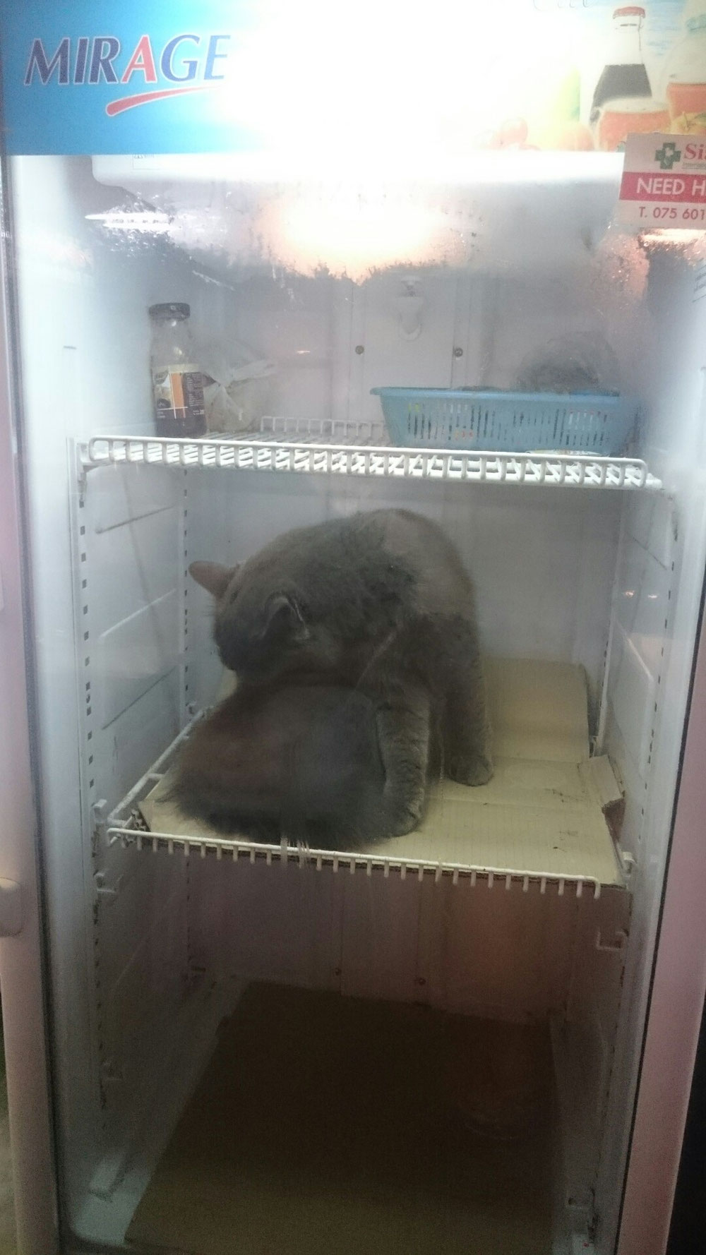 .....aber nicht die Katze im Kühlschrank😀😀😀...