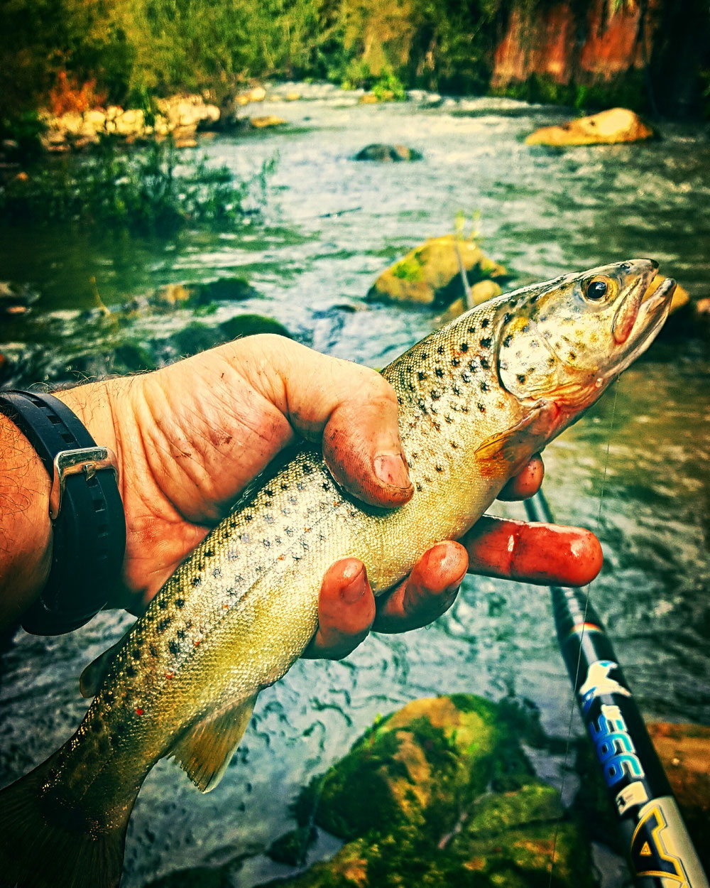 Fantastic trout 