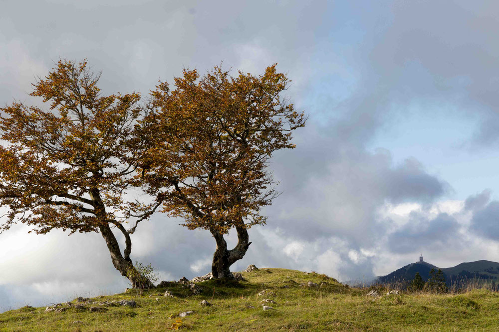 Buchen im Chasseralgebiet