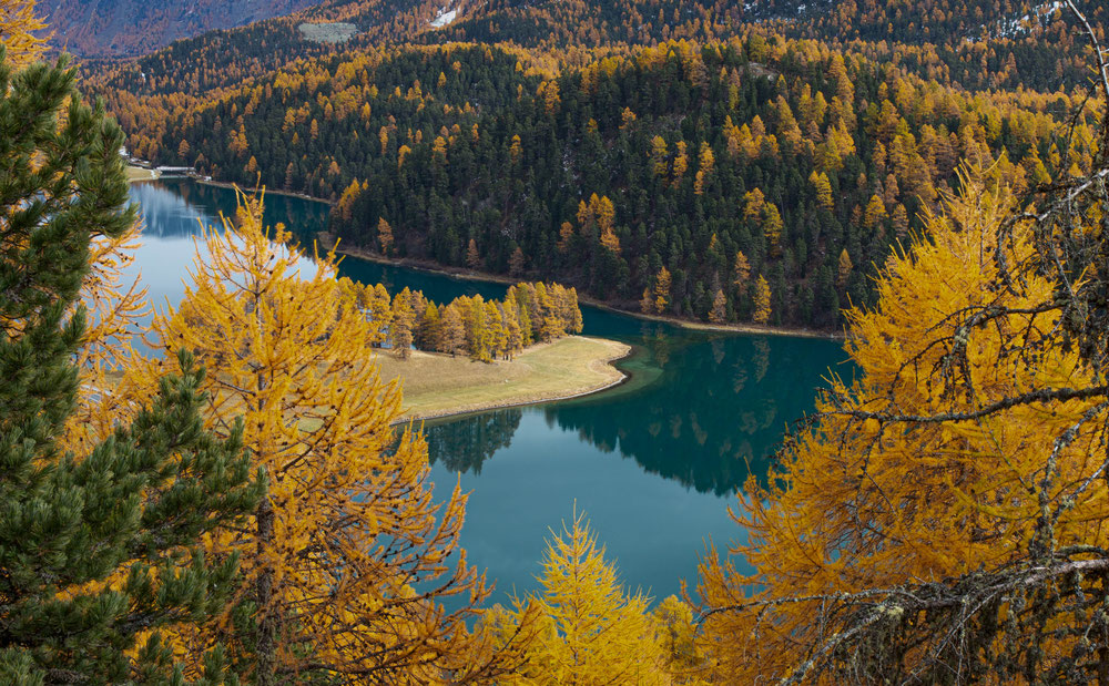 Lärche Arve Engadin