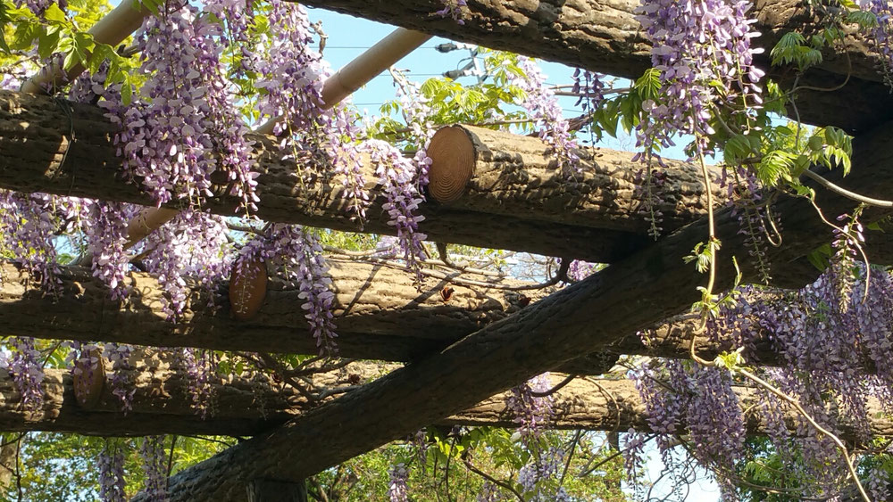 大好きな花の藤