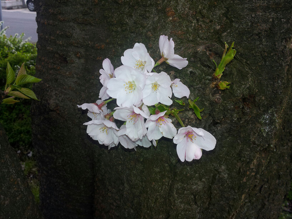幹からさいた桜、小さくても美しい