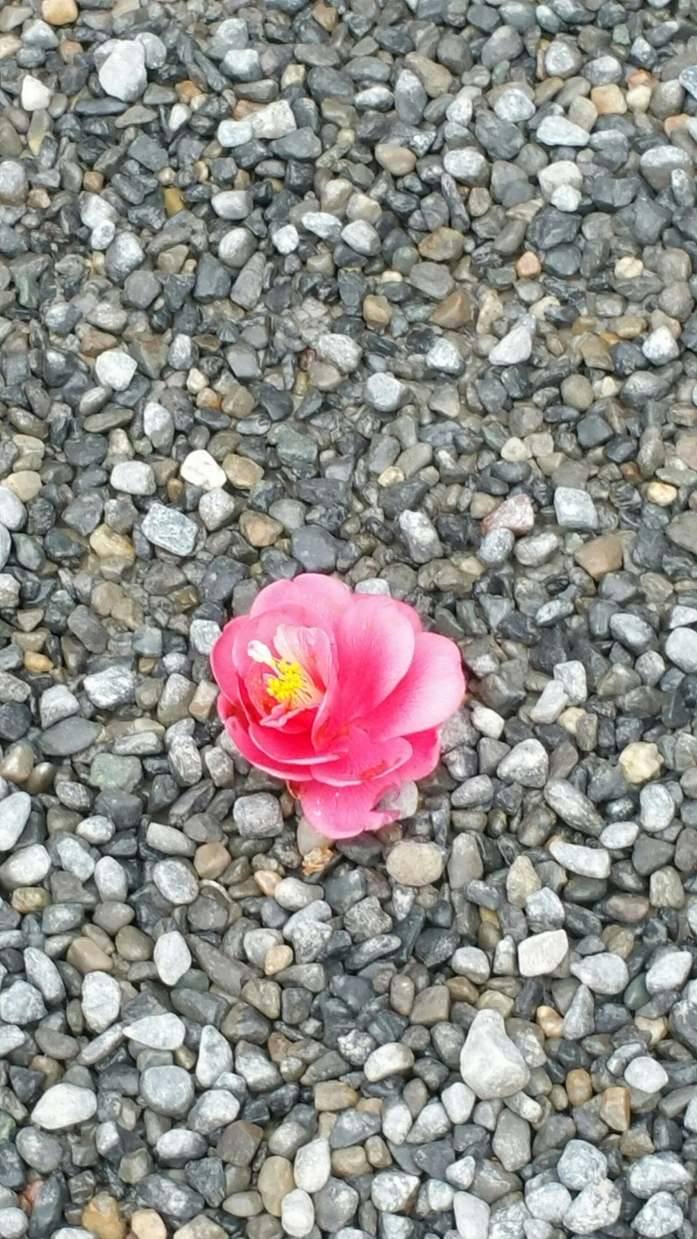内宮さんに落ちていた椿(周囲に椿の木はないのに)