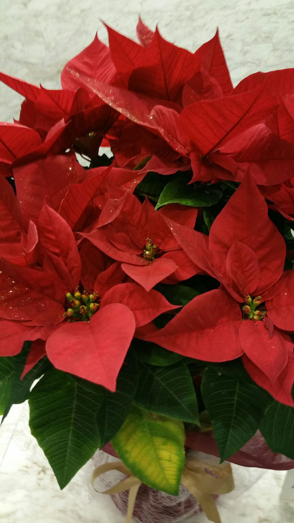 キセツノ花は幸運を呼ぶ