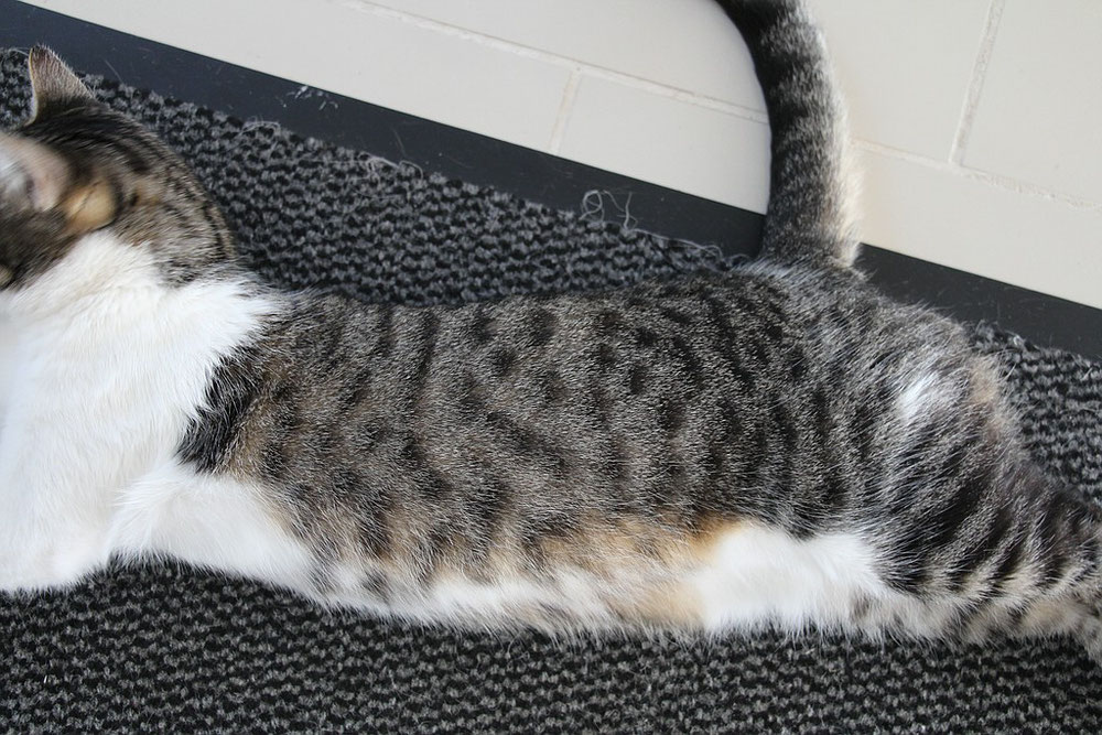 Vererbung Tabbymuster - Katzengenetik - Vererbung der Fellfarben und ...