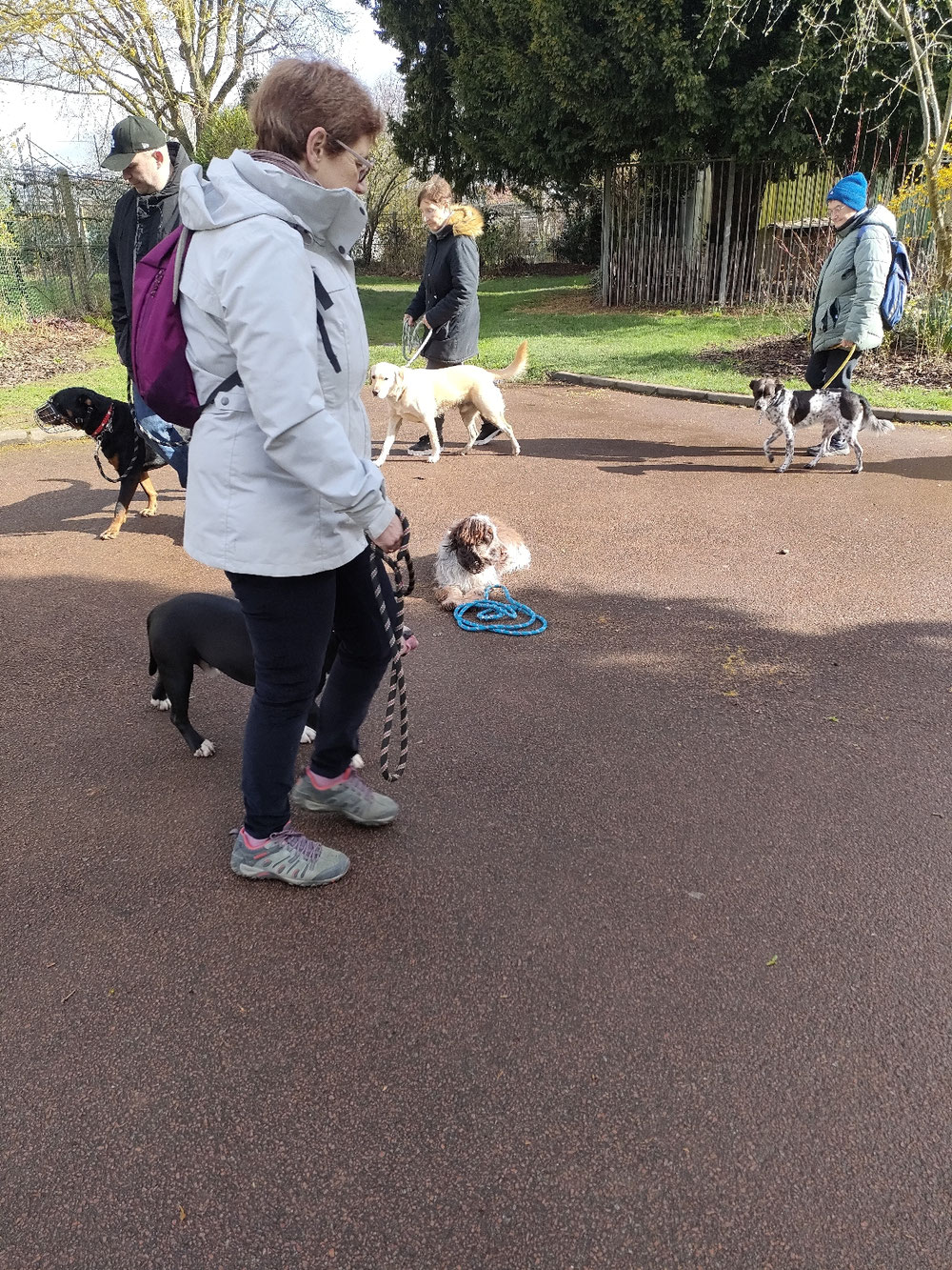 SPIRIOUS cocker anglais attend patiemment sa maîtresse. Malgré les diversions, il reste très calme.🐾