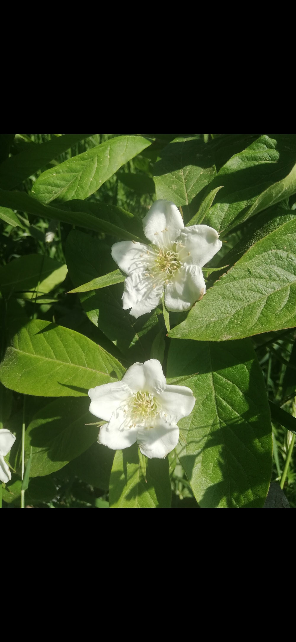Mispelblüte