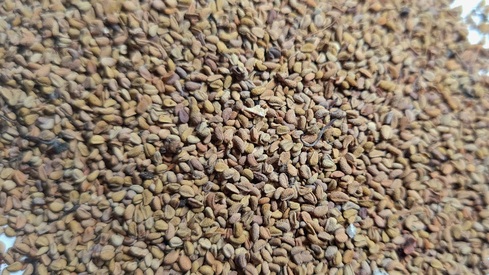 Sarracenia seeds 