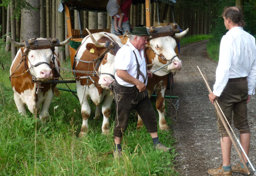 HEX on a joyride with an oxen cart in Bavaria. The sculptor HEX is a FELLOW of the ROYAL BRITISH SOCIETY of SCULPTORS in London.