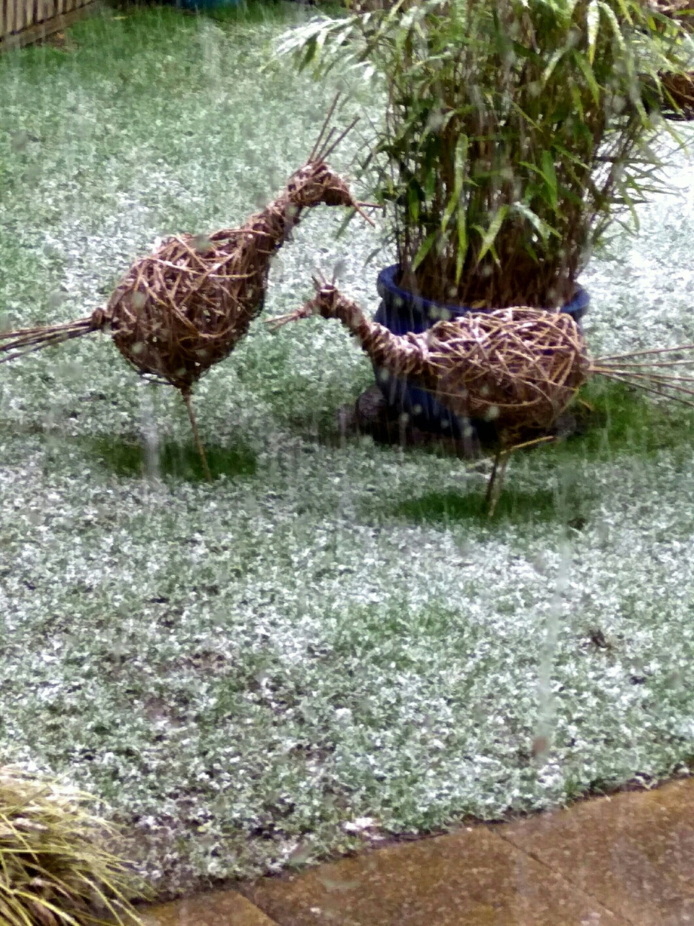 Brace of Pheasants in the snow 