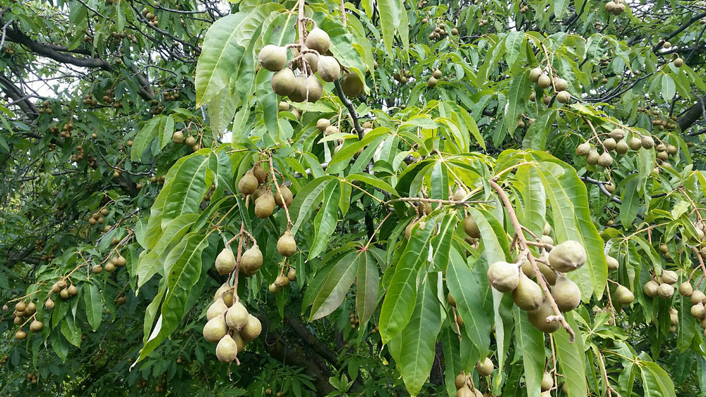 Aesculus Indica Horse chestnut